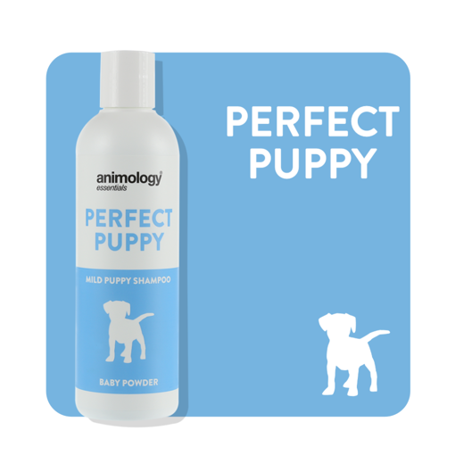 Imagem de ANIMOLOGY Dog | Shampoo Perfect Puppy 250 ml