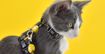 Imagem de DASHI | La Casa de Papel | Golden Arnês + Trela para Gato