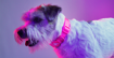 Imagem de DASHI | Coleira Neon Pink